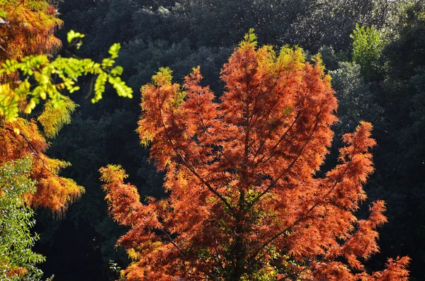 Herbstfarben im Wald — Stockfoto