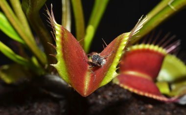 dionaea etçil bitki