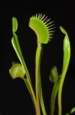 Dionaea plants clipart