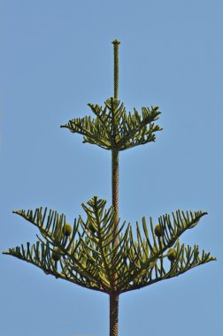 Araucaria cilensis clipart