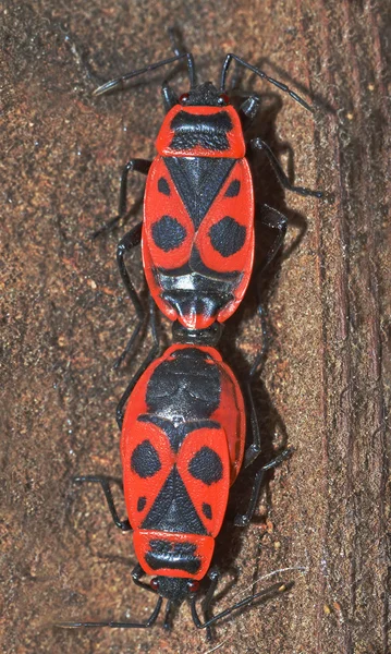 Beetles couple — Stock Photo, Image