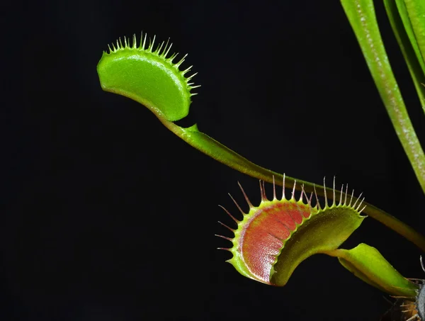 Dionaea — стокове фото