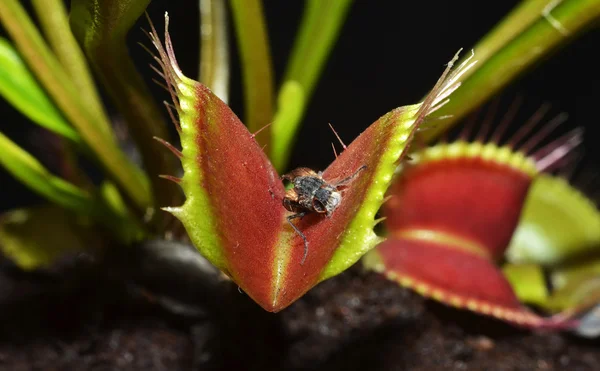 Dionaea Рослини-хижаки — стокове фото