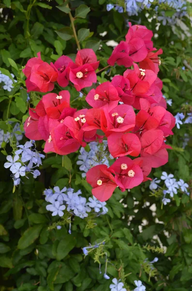 Bouganvillea flores — Fotografia de Stock