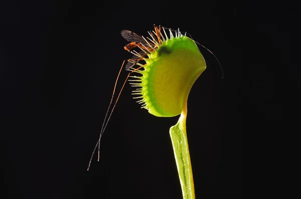Комаха людожера рослин — стокове фото