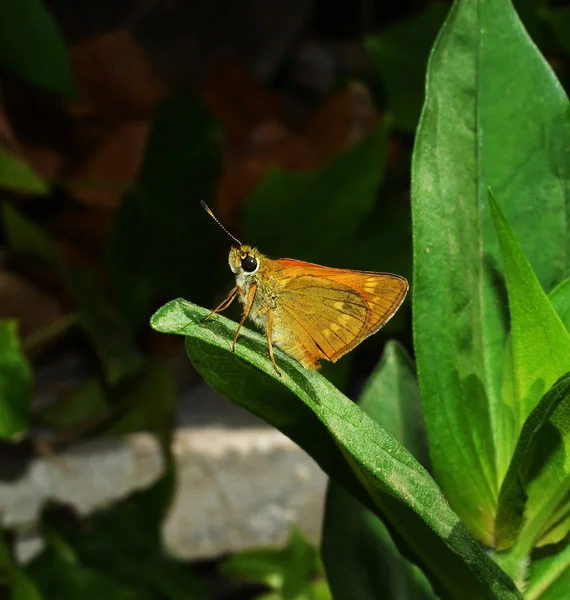 Motyl na liściu — Zdjęcie stockowe
