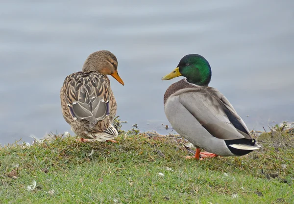 Ducks couple — Stock Photo, Image