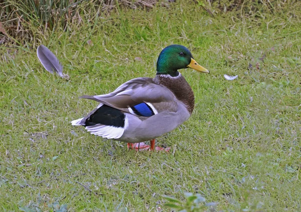 Duck in the green — Stock Photo, Image