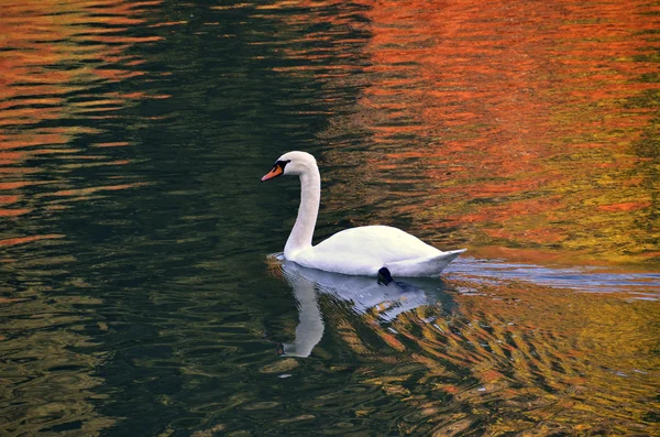 Swan på sjön vid solnedgången — Stockfoto
