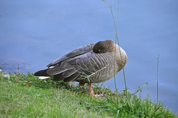 Sleeping goose — Stock Photo, Image