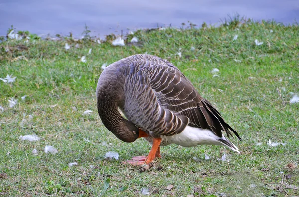 Plucking off feathers goose — Stock Photo, Image