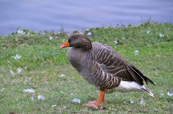 Deplumed goose — Stock Photo, Image