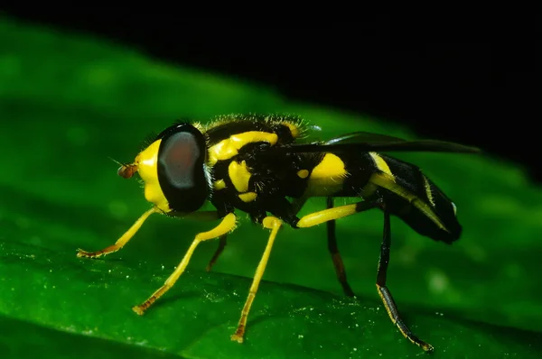 Fly disguised as wasp — Stock Photo, Image