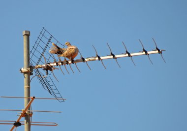 tv anten üzerinde güvercin