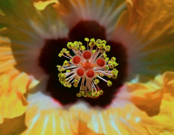 Hibiscus flower closeup — Stock Photo, Image