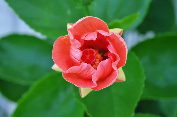 Hibiscus rosa sinensis —  Fotos de Stock