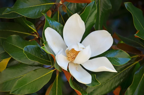 Magnolia λουλούδι Εικόνα Αρχείου