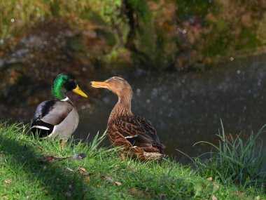 Ducks in love clipart