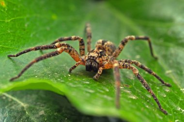 Tarantula on the leaf clipart