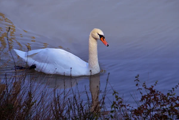 湖で泳ぐ白鳥 — ストック写真