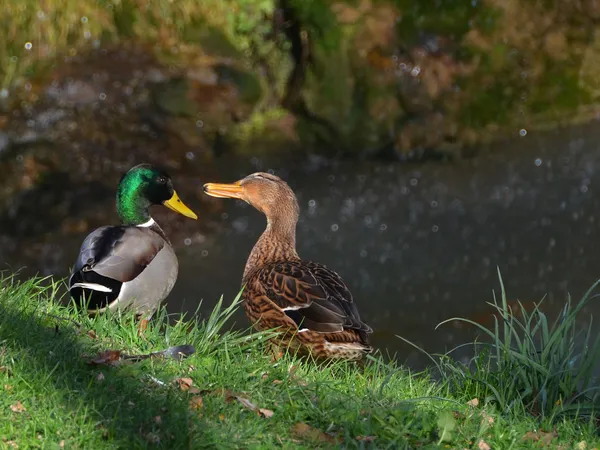 Ducks in love — Stock Photo, Image