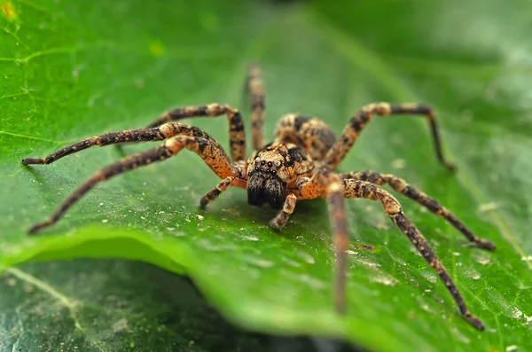 잎에 독 거미 — 스톡 사진