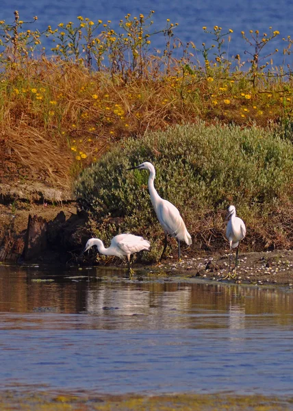 Herons family near the lake — Stock Photo, Image