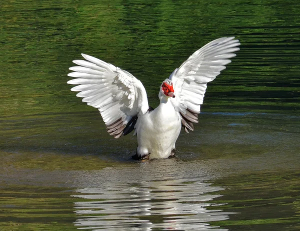 Pato mudo tomar banho no lago — Fotografia de Stock