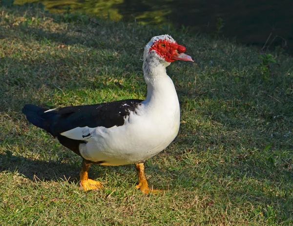 Mute duck portrait — Stock Photo, Image