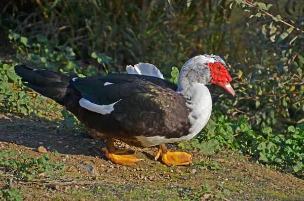Mute duck walking — Stock Photo, Image