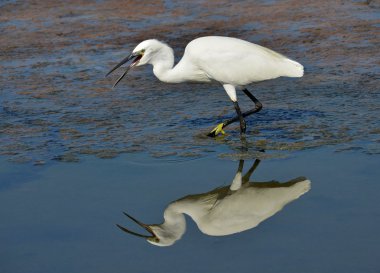 Heron açık fatura