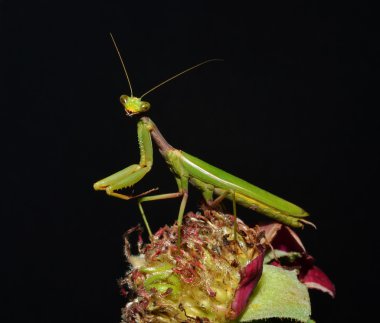 Mantis portrait clipart