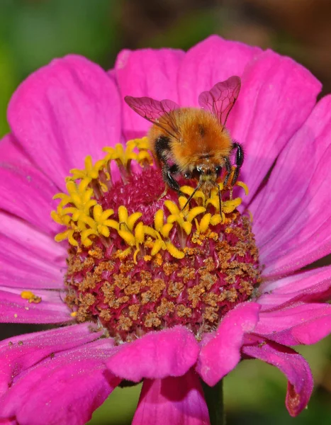 Wild bee pollinate flower — Stock Photo, Image