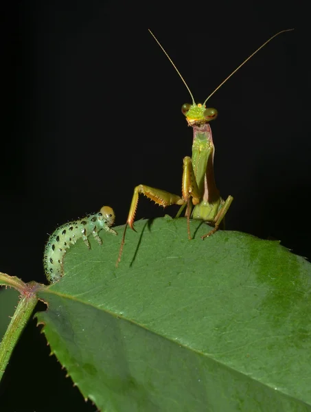 Praying mantis with prey — Stock Photo, Image