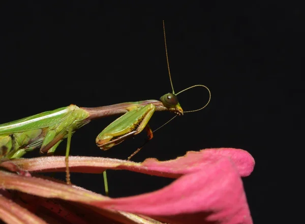 Praying mantis cleaning oneself — Stock Photo, Image