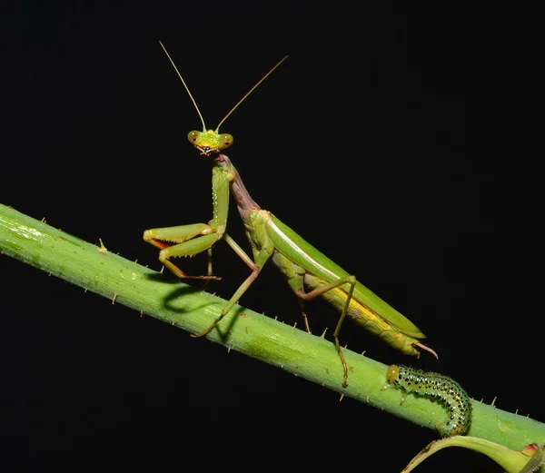 Jag ser dig! — Stockfoto