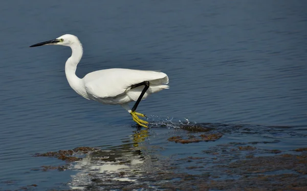 Egret bianco in esecuzione — Foto Stock