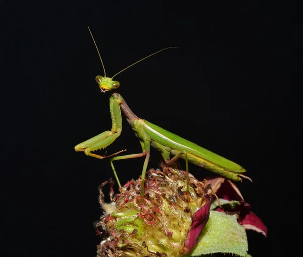 Mantis retrato — Fotografia de Stock