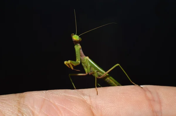 Mantis orante en el dedo —  Fotos de Stock