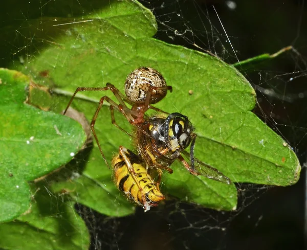 Spider with prey — Stock Photo, Image