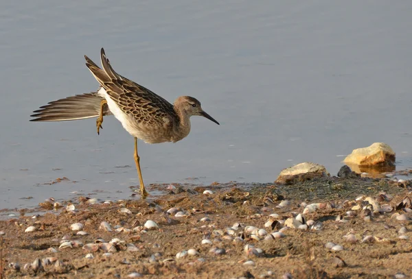 Sandpiper stretching on the beach — Stock Photo, Image