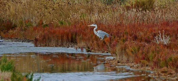 Blue heron in the marsh — Stock Photo, Image
