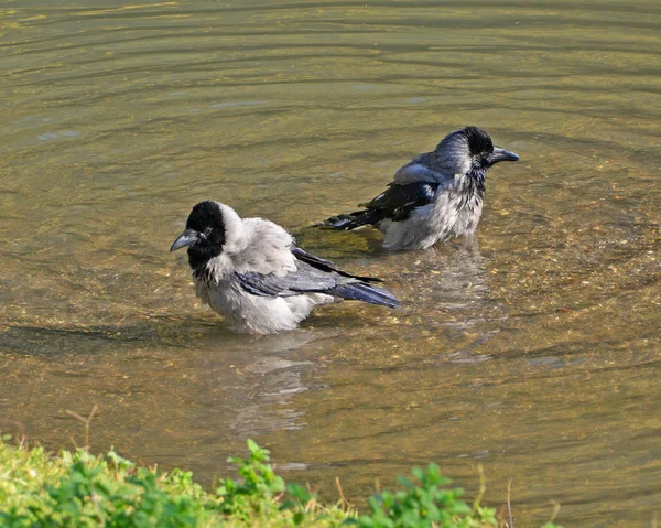 Baignade de corbeaux dans le lac — Photo