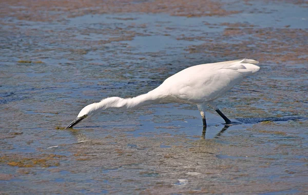 Egret attaccare nella palude — Foto Stock