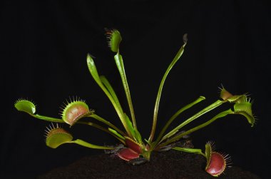 Carnivorous plant species dionaea portrait clipart