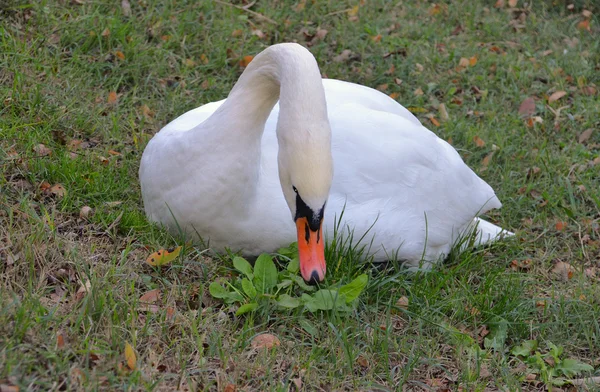 Cisne pastando la hierba — Foto de Stock