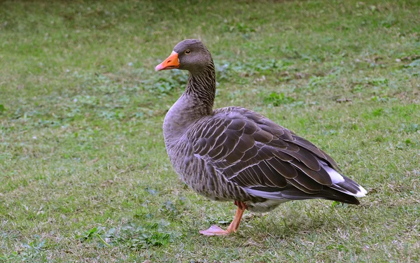 Goose portrait — Stock Photo, Image