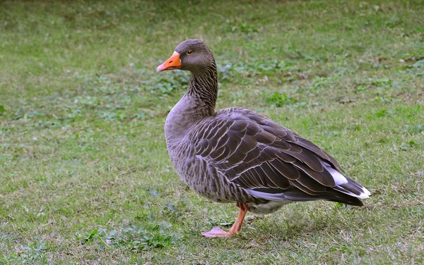 Gås porträtt — Stockfoto