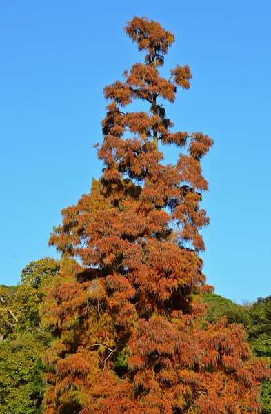 Гигантское дерево — стоковое фото