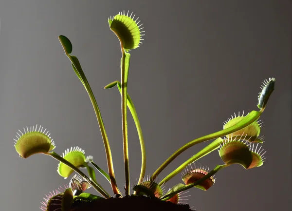 식충 식물 — 스톡 사진